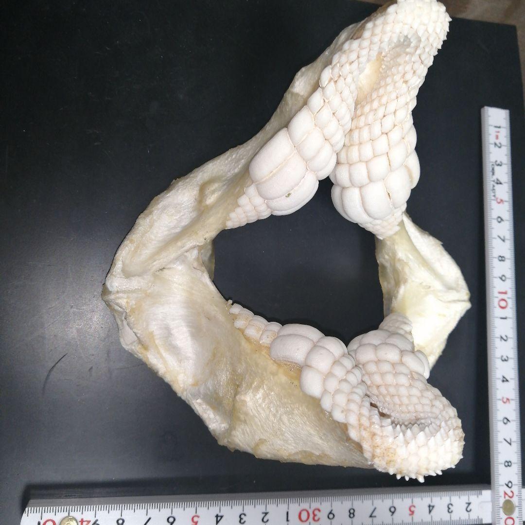 ネコザメ 歯 顎 標本 A1 - メルカリ