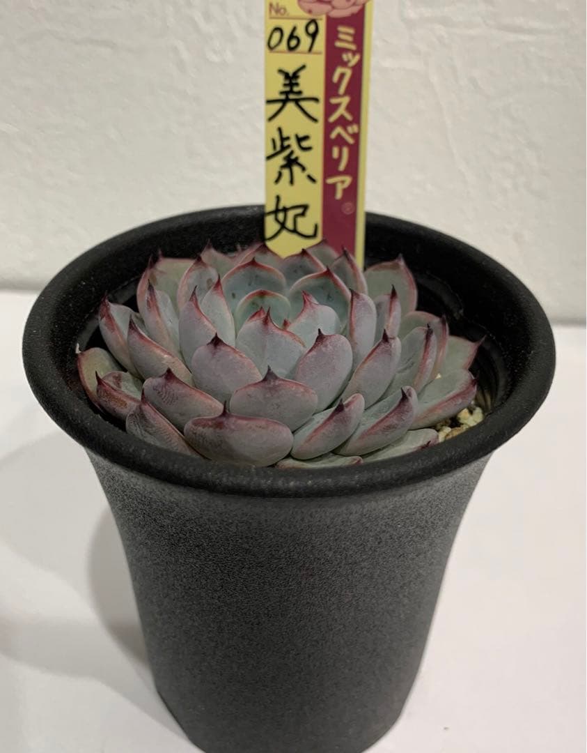 おらいさん苗　069美紫妃　札つき