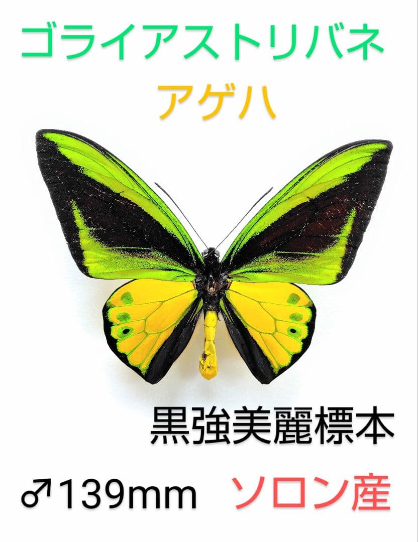 ユーフォリオン ミドリメガネトリバネアゲハ♂金紋発達型♀白化型 異常