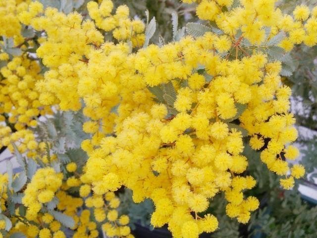 《現品》ミモザアカシア　プルプレア　樹高1.9ｍ（鉢含まず）26【鉢植え/苗木】