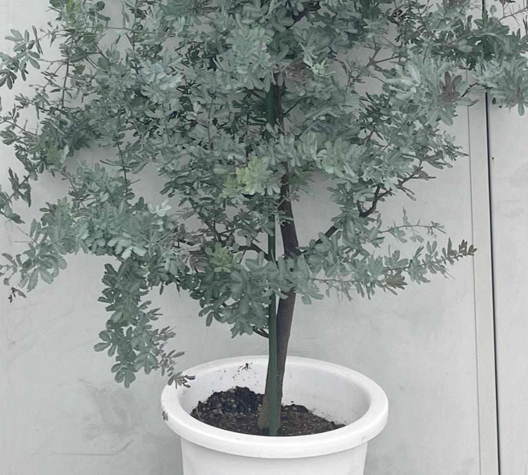 《現品》ミモザアカシア　プルプレア　樹高1.9ｍ（鉢含まず）26【鉢植え/苗木】