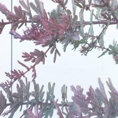 《現品》ミモザアカシア　プルプレア　樹高1.9ｍ（鉢含まず）26【鉢植え/苗木】