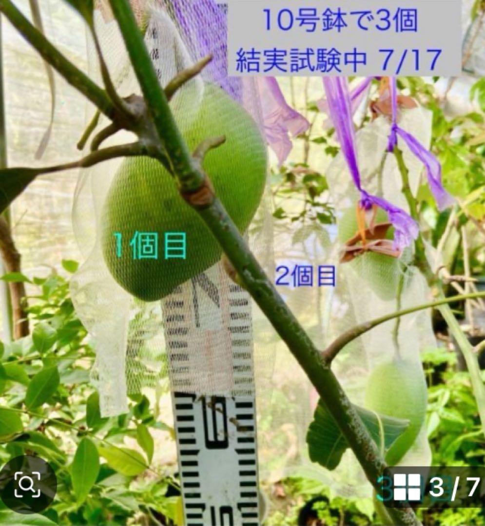 くろ様専用キーツマンゴー苗 【特選 接木】半耐寒性