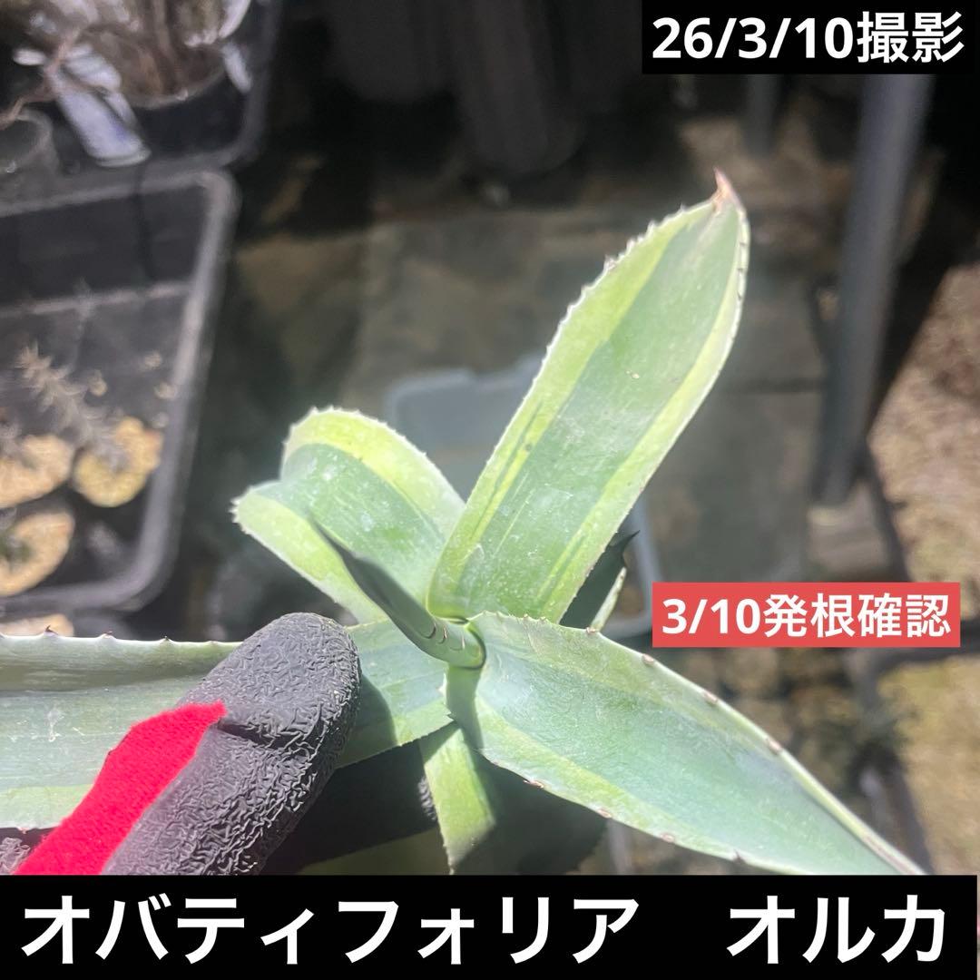 オバティフォリア　オルカ　20cm 未発根　抜き苗発送