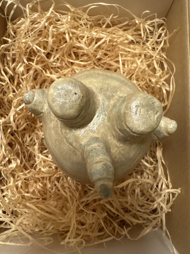 グラキリスちゃん 送料込み