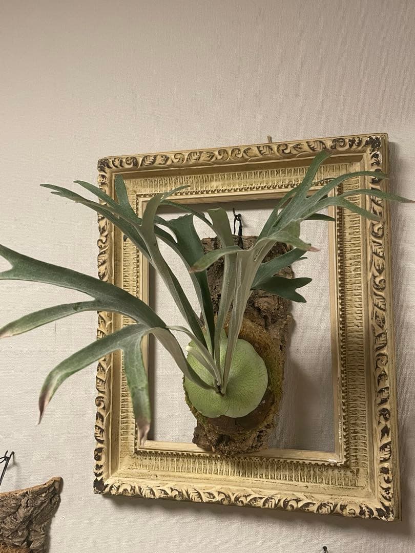 ビカクシダ P.veitchii wild ビカクマフィア P.veitchii wild 'Gede' ーーーーー◇ビカクシダ専門店 BikakuMafia