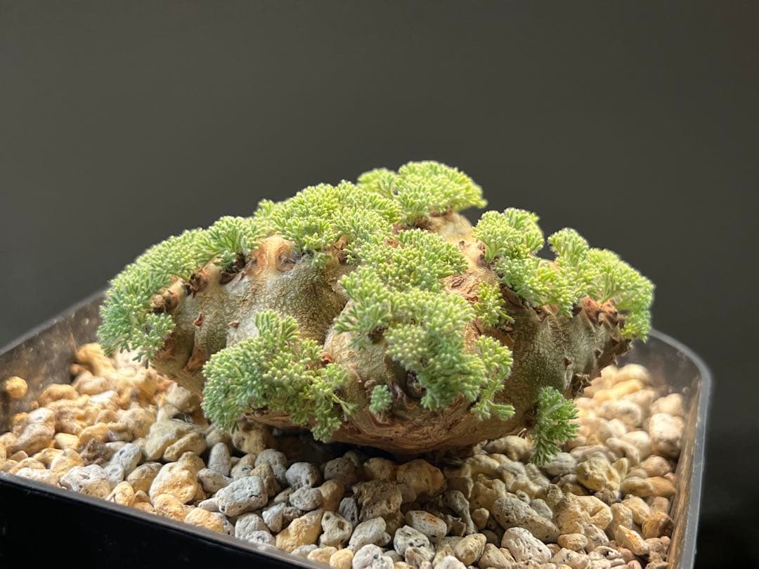 【種子】モンソニア　ペニクリナ　採れたて種子20個　サルコカウロン ペニクリナム Monsonia peniculina（Sarcocaulon peniculinum） モンソニア