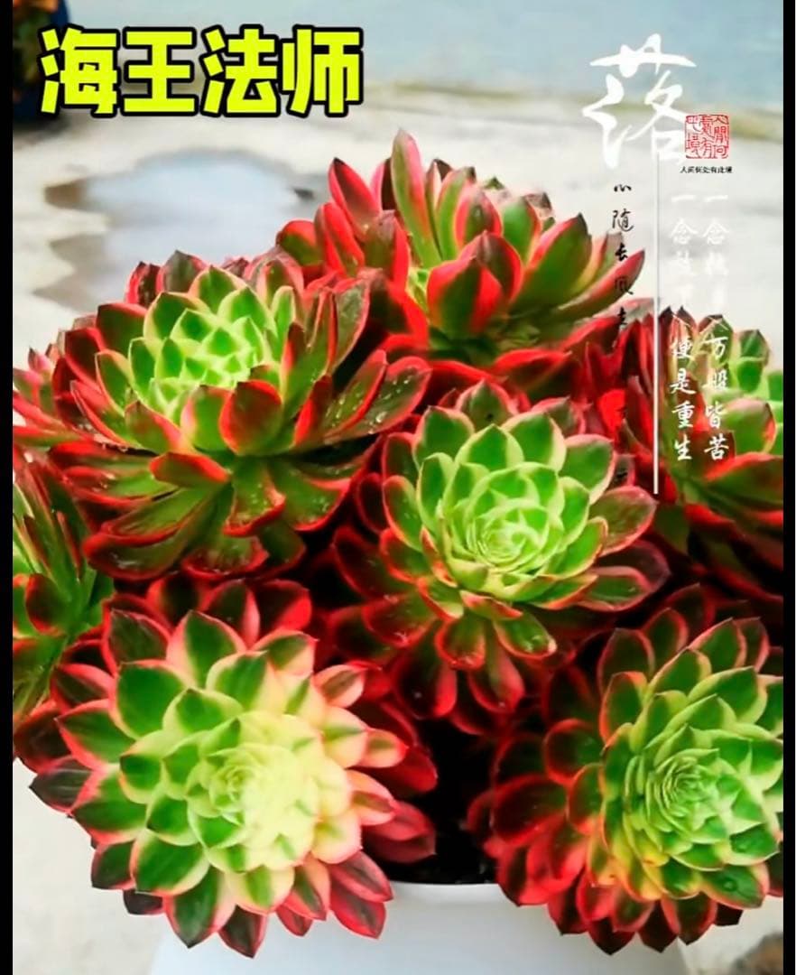 多肉植物アエオニウム錦❤️海王❤️ - メルカリ