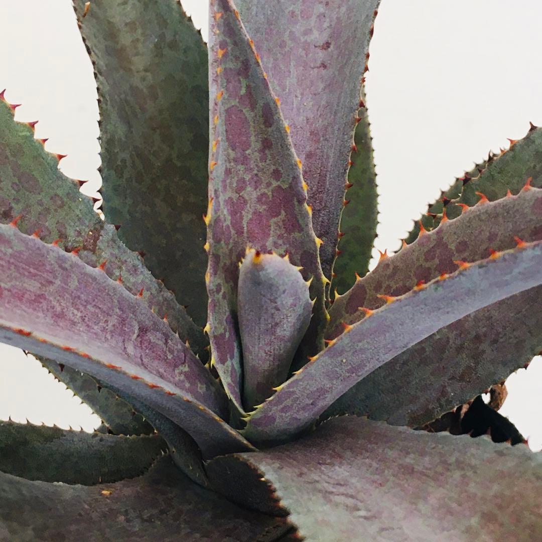 超稀少】ブラッドスポット×パープルピープルイーター オリジナルhyb