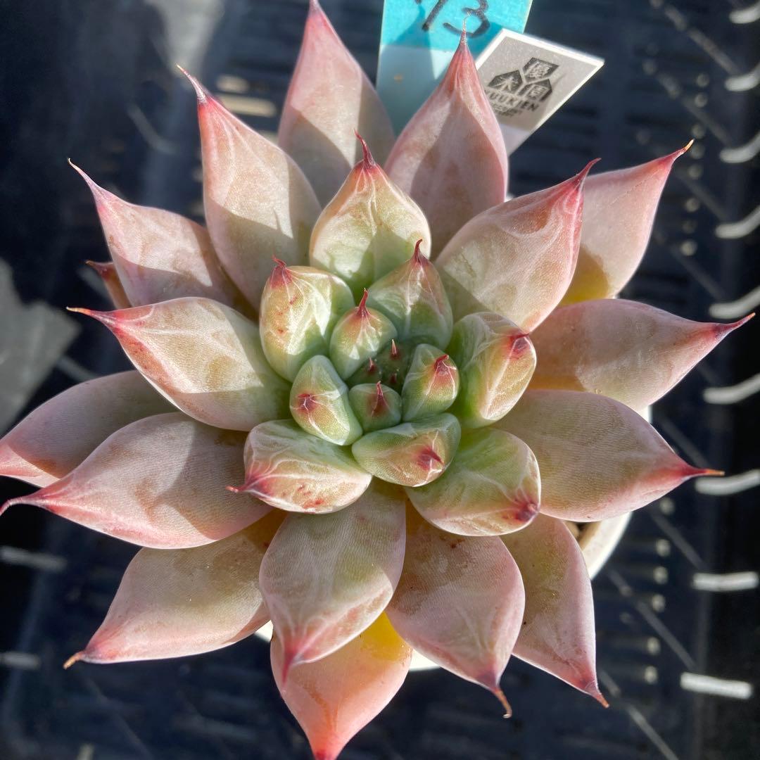 No.73 多肉植物 抜き苗 雪蜂×Ebony 優木園札付き - メルカリ