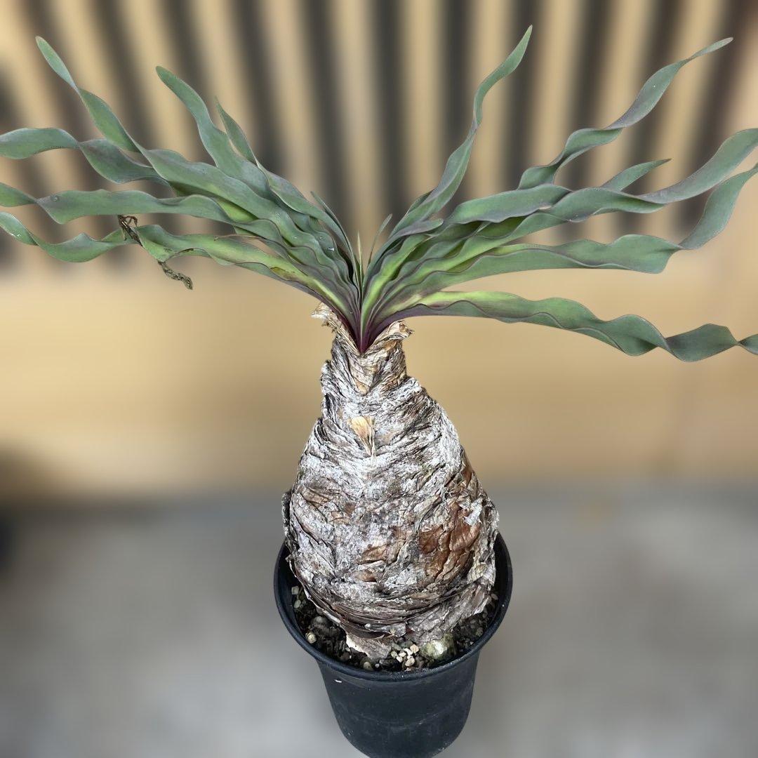 b*o様 ブーファン ディスティチャ ブーファン・ディスティチャ | trigger