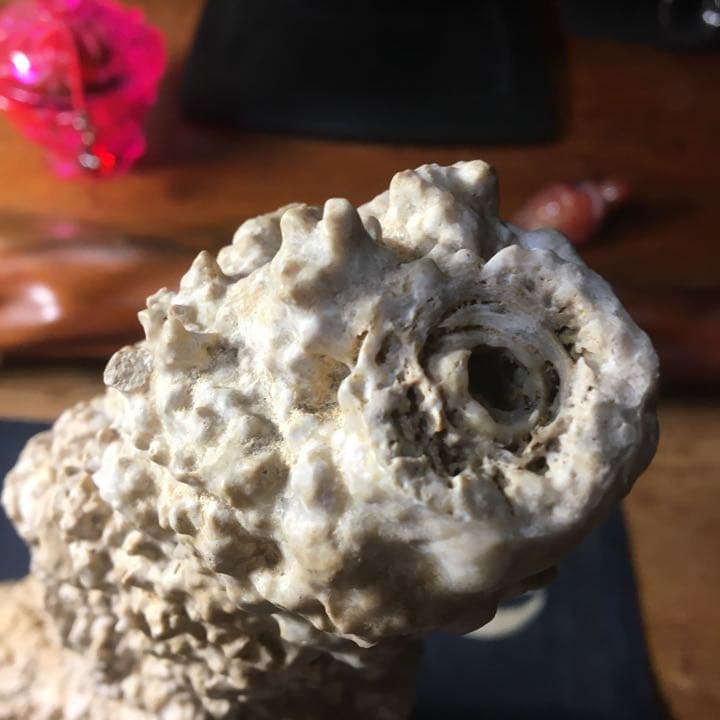 o(^▽^)o遥か昔、6000年(縄文時代)物の石筍(鍾乳石)の