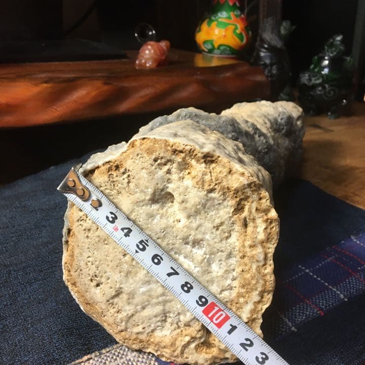 o(^▽^)o遥か昔、6000年(縄文時代)物の石筍(鍾乳石)の