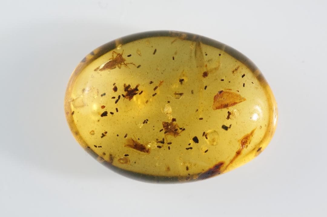 ZB354虫入り琥珀化石 ミャンマー カムティかタナイ産 9900万年前