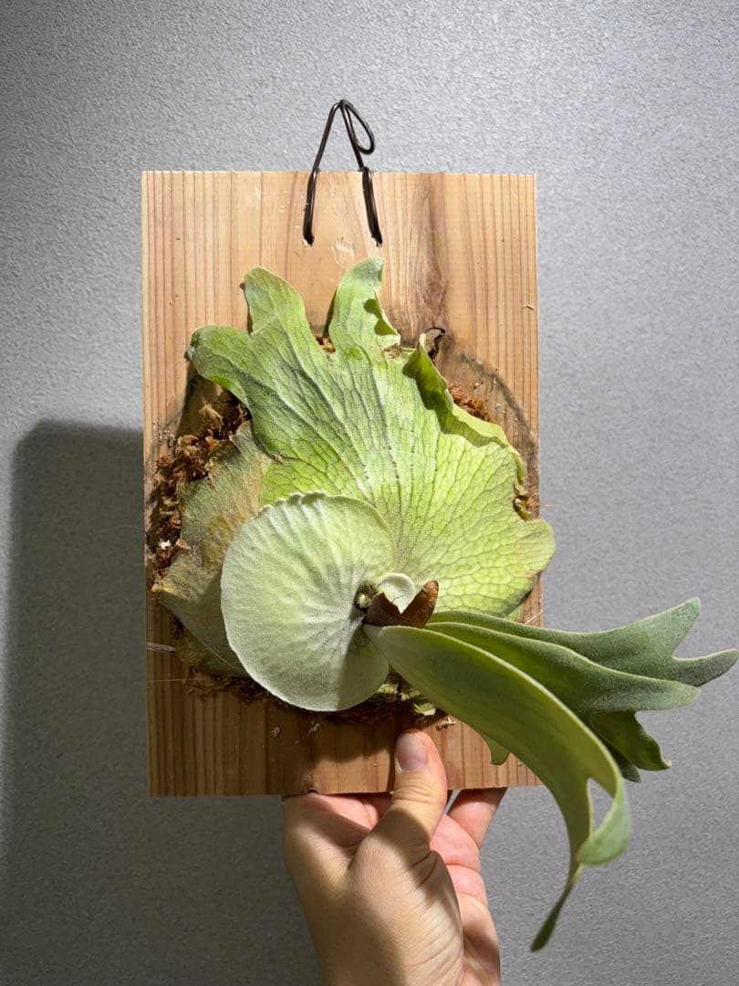 ビカクシダ willinckii 