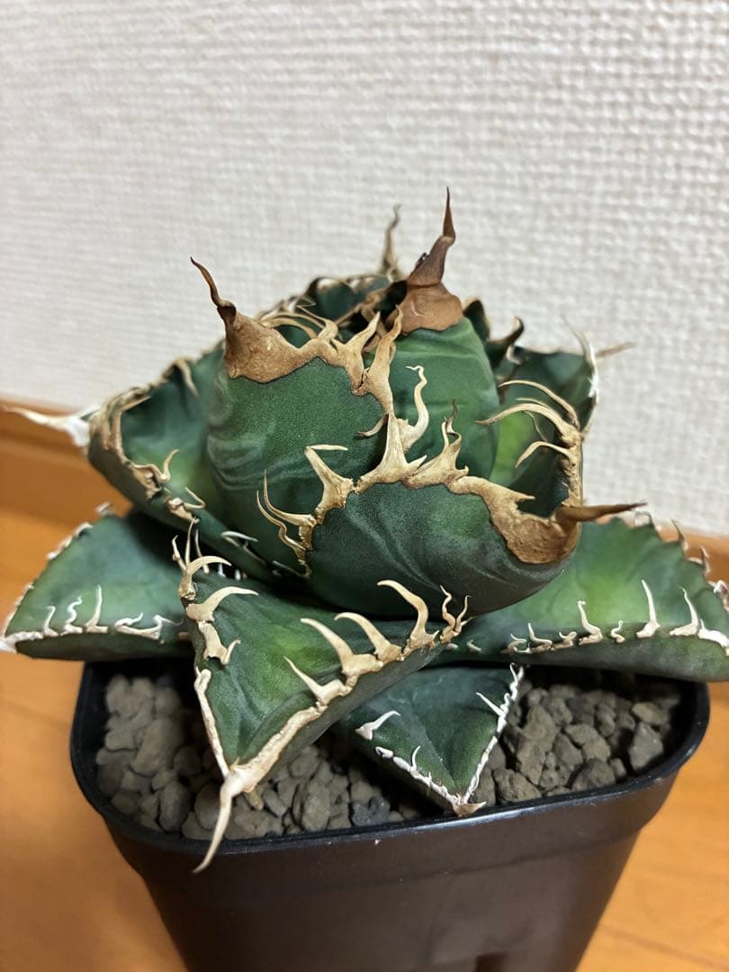アガベ チタノタ　悪魔くん アガベ チタノタ 悪魔くん BAKEMONO agave titanota 【公式通販】