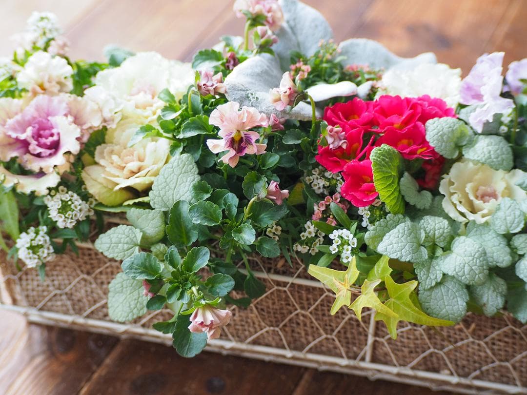 お値引品】ビオラとジュリアンのマルチな寄せ植え