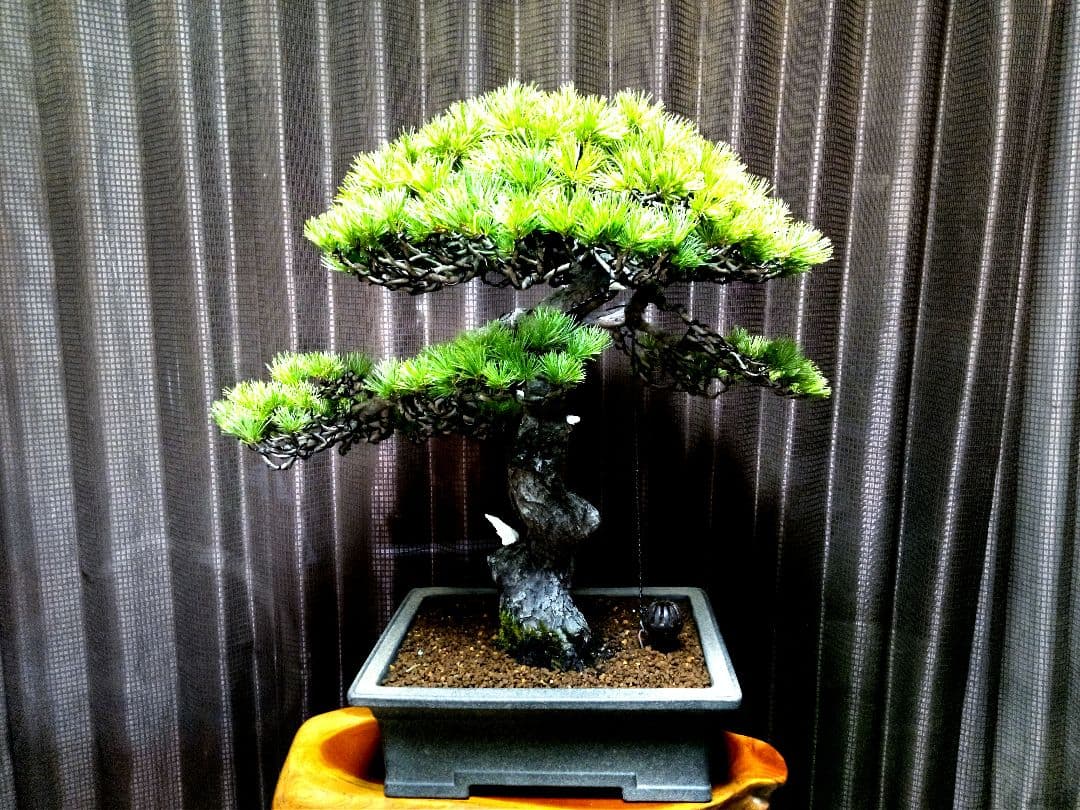 樹高52㎝ 五葉松盆栽】 ⭕樹齢80年超…お宝❗真柏