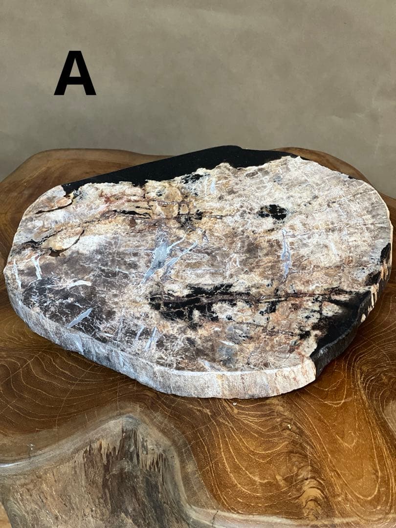 フォッシルプレート　珪化木 Fossil Plate L | 多肉植物・特別な鉢の販売 | トーキー | TOKY