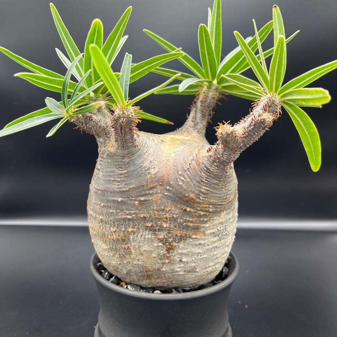 グラキリス良型