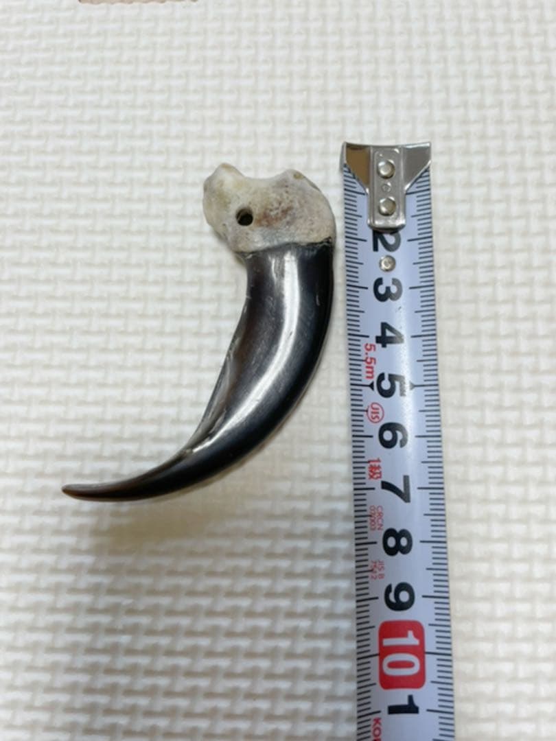 熊の爪
