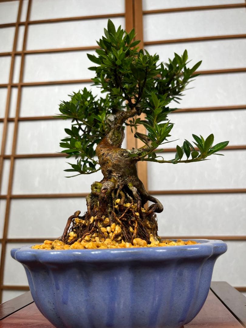 皐月 