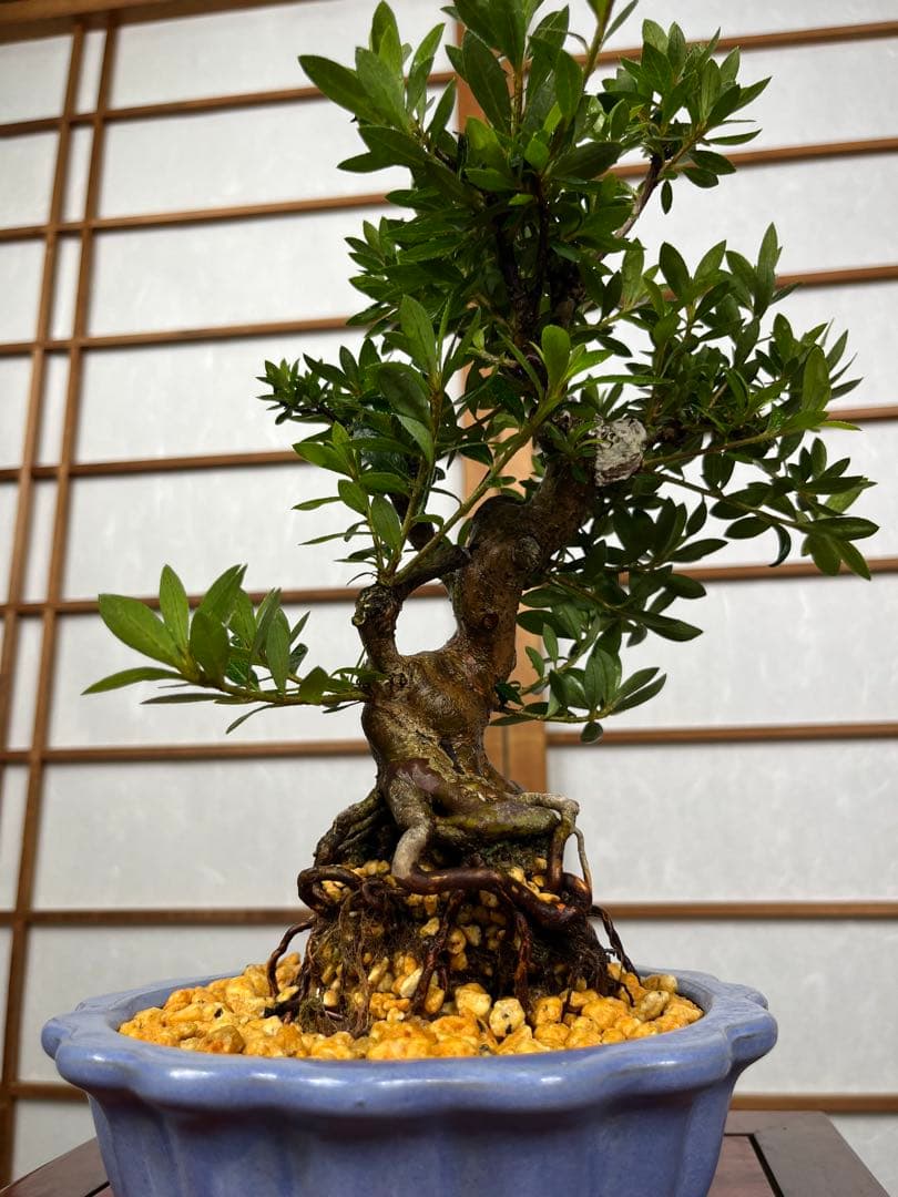 皐月 