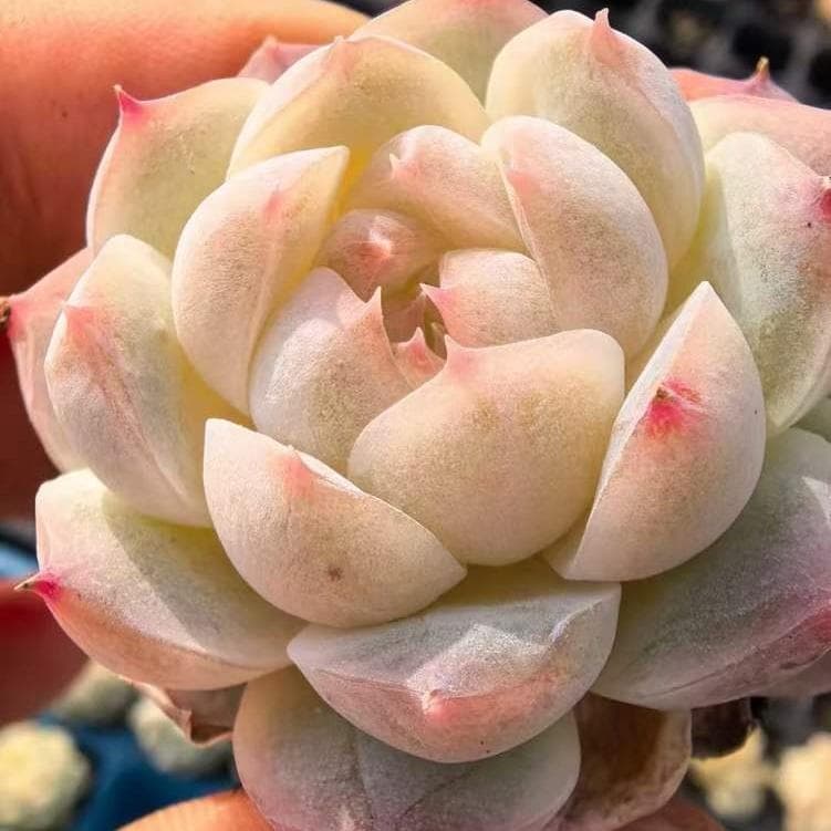 Top【選抜株】多肉植物　23473ジェンタル　ブリーズ 105個プラグトレー苗 Top【選抜株】多肉植物 23473ジェンタル ブリーズ 105個プラグトレー苗