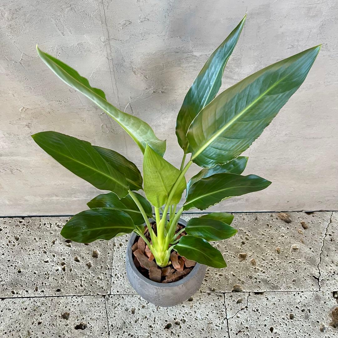 ストレリチア レギネ 陶器鉢 植え込み発送