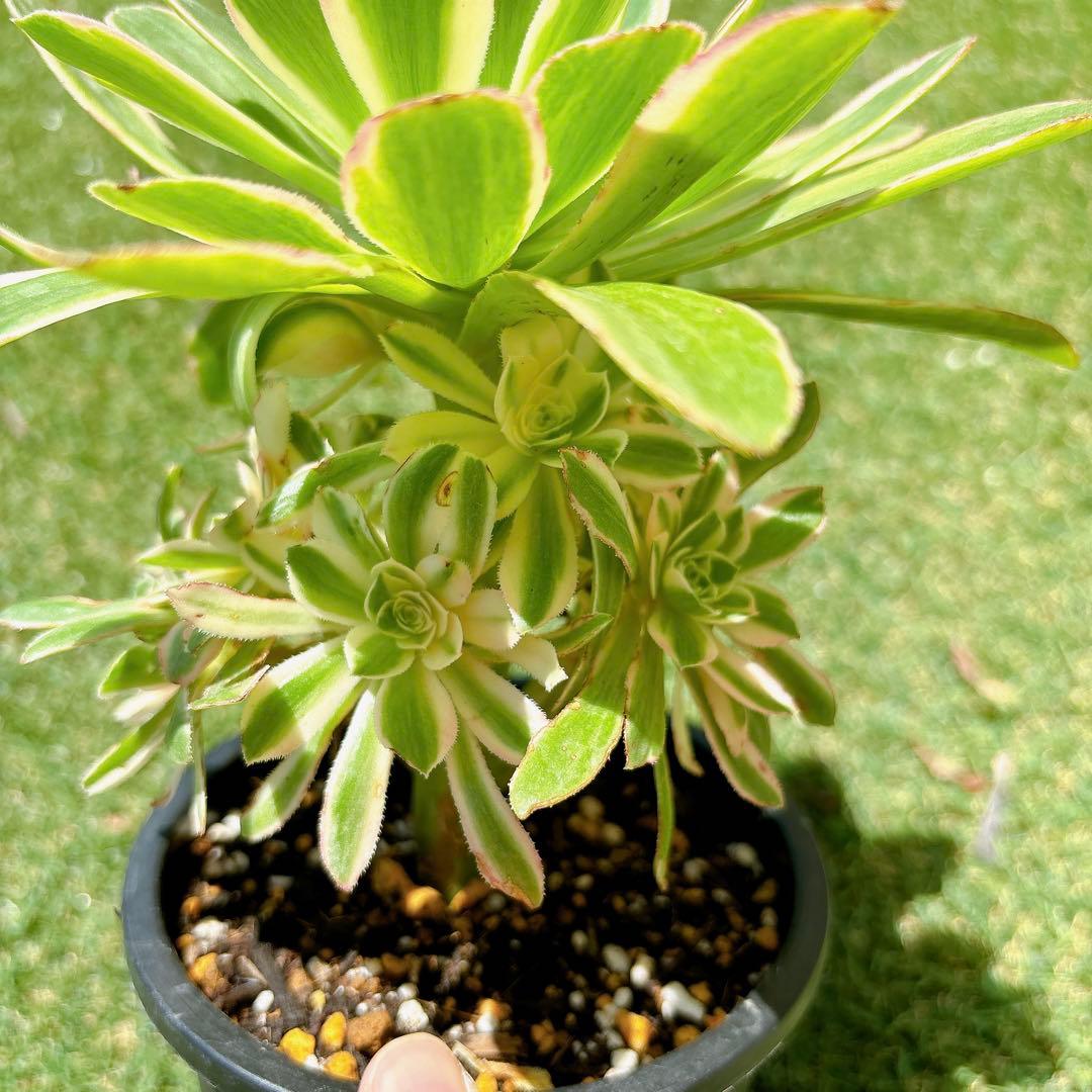 多肉植物 アエオニウム アエオニウム属 Golden Jade 金丝翡翠 - メルカリ