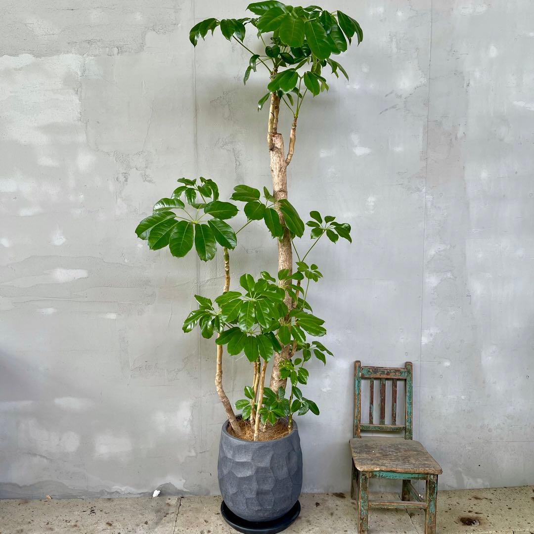 特大 幹極太 シェフレラ アクチノフィラ ブラッサイヤ 12号 陶器鉢