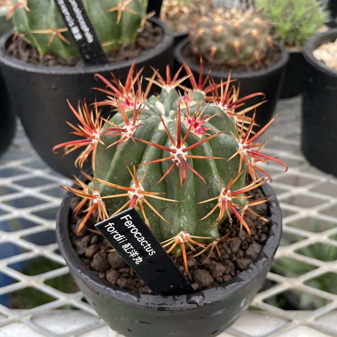 サボテン フェロカクタス 紅洋丸 美株 3号プラ鉢 実生 - メルカリ