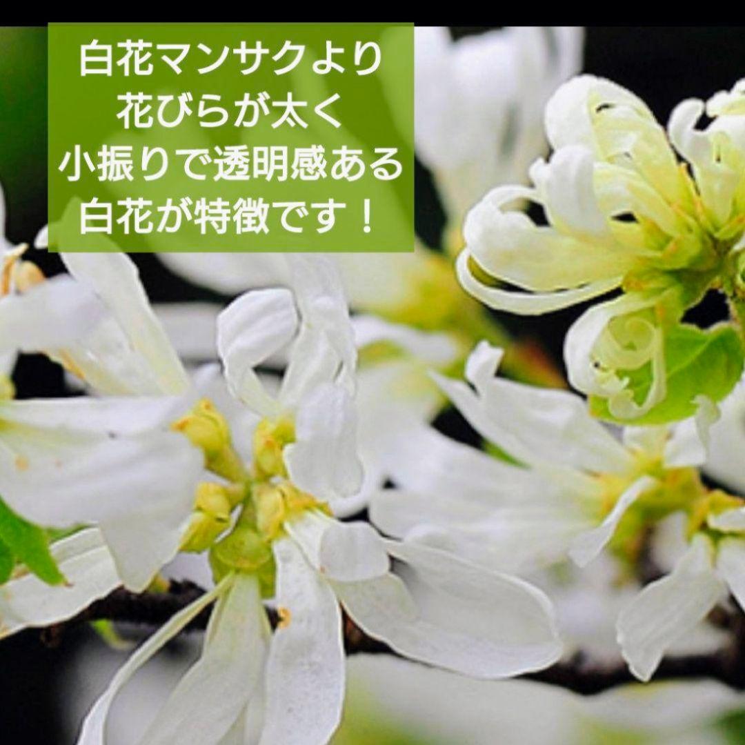 希少 宿根 常緑 多花 白花 常盤満作『白孔雀錦』1苗 土を落とさず