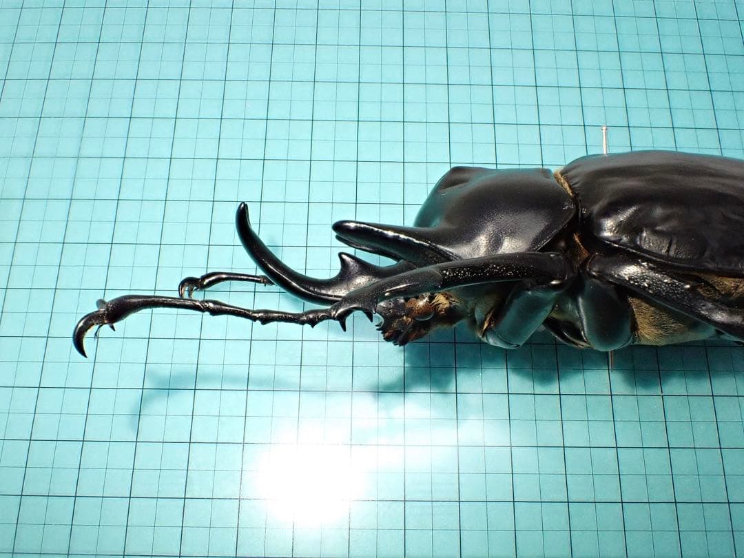 標本】アクティオンゾウカブト フレンチギアナ領産 102.2ミリ 野外品