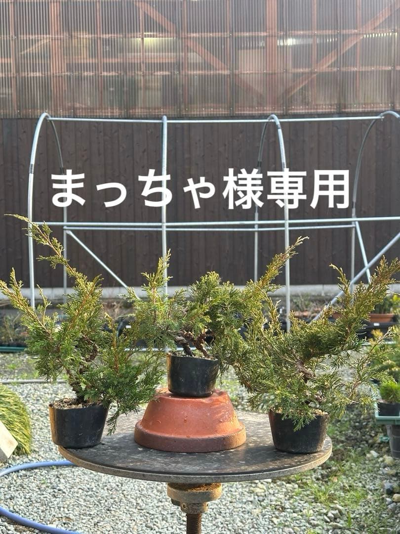 盆栽素材 糸魚川真柏3本まとめ売り 糸魚川真柏 葉透かし 山採りなので枝が太らず細かい #真柏#真柏盆栽