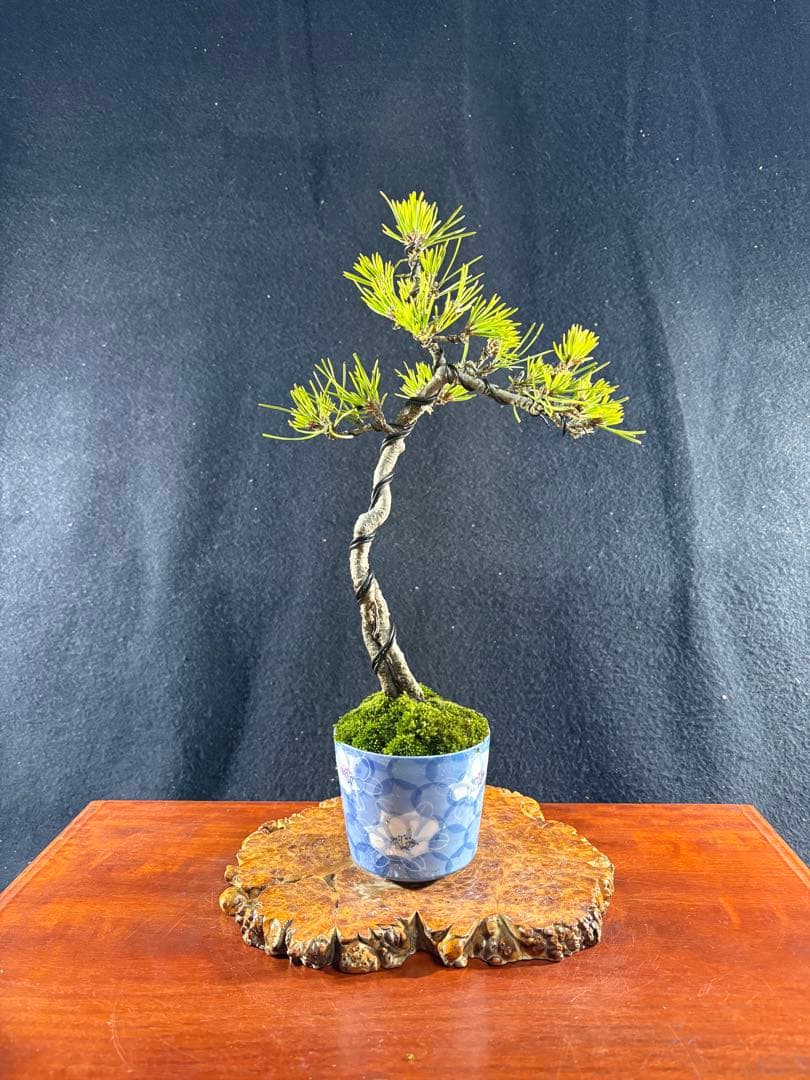 貴風盆栽、黒松根上り、文人 目立った傷や汚れ無し - メルカリ