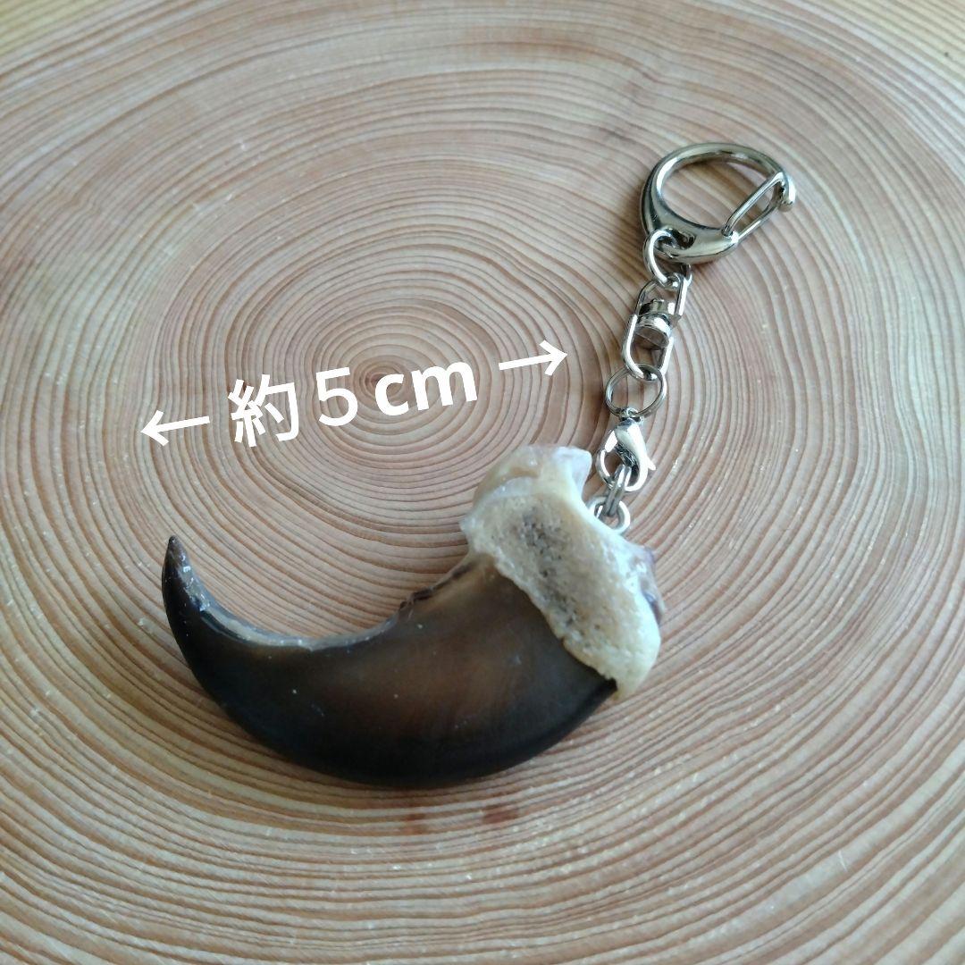 熊の爪 キーホルダー ヒグマの爪 羆の爪 魔除け 災難除け 財運・金運