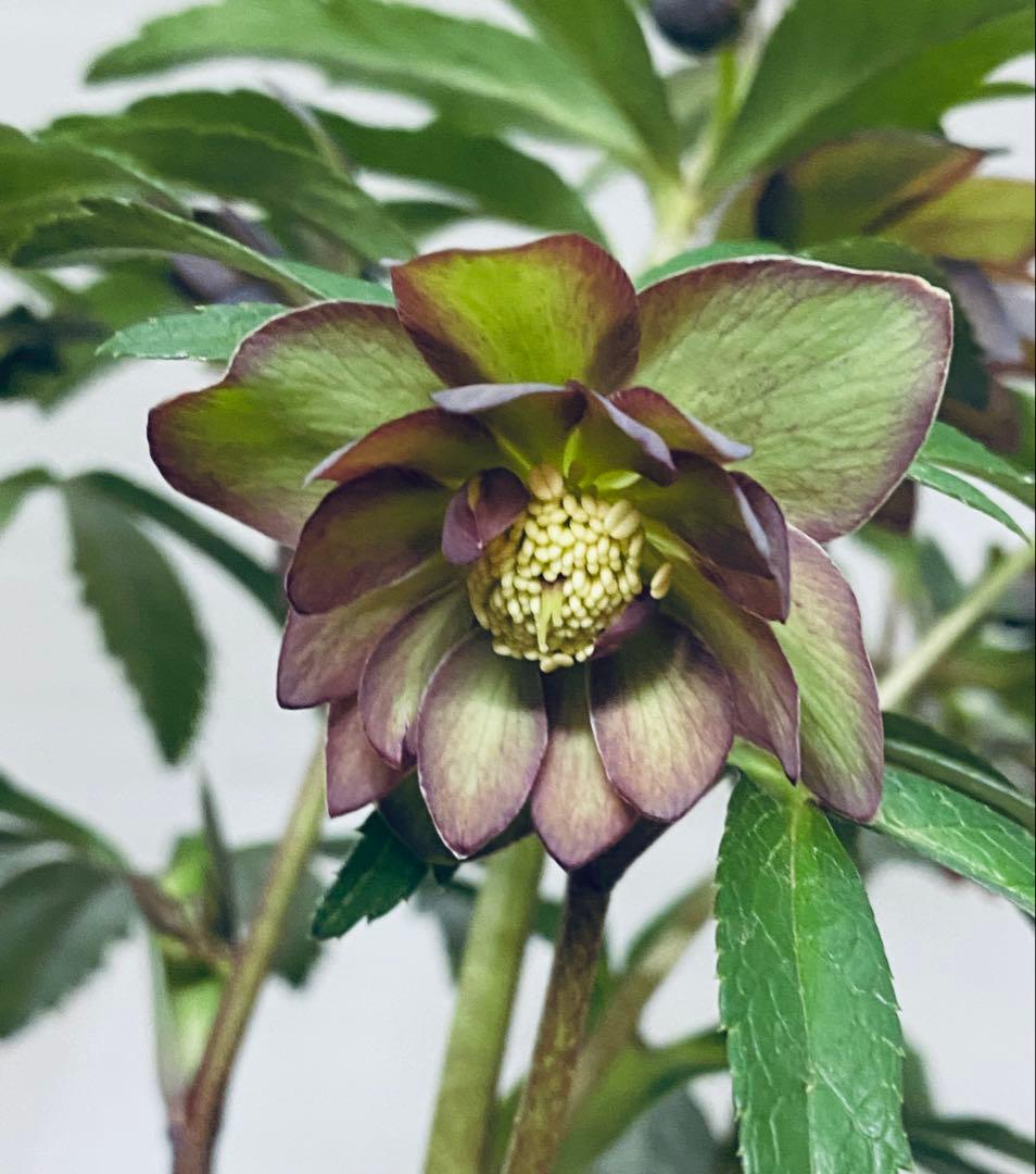 クリスマスローズ広瀬園芸 - メルカリ