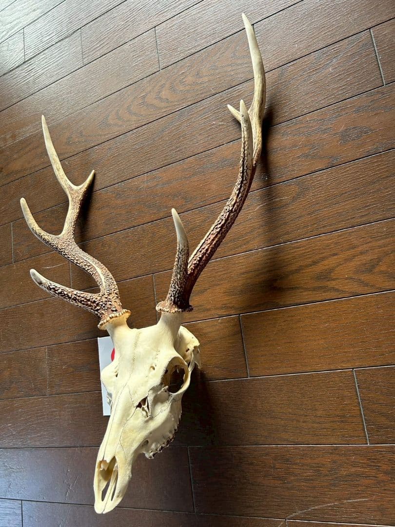 ⑧[1点もの] ハンティングトロフィー 鹿の角 頭蓋骨 日本鹿 スカル