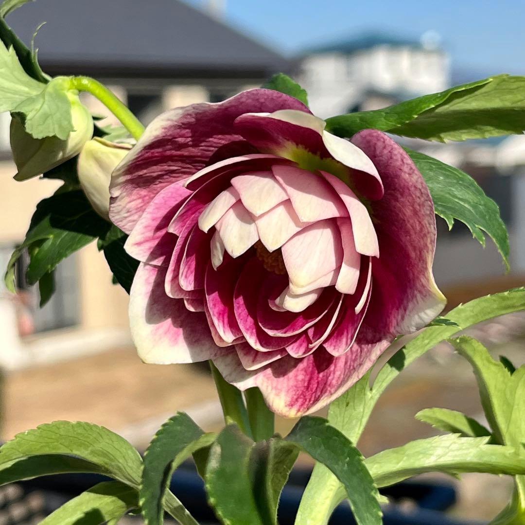 あ*号様 ☘️ラスト2☘️根充実❤️沢山新芽元気株❤️3263⭐️極上美⭐️ソレ