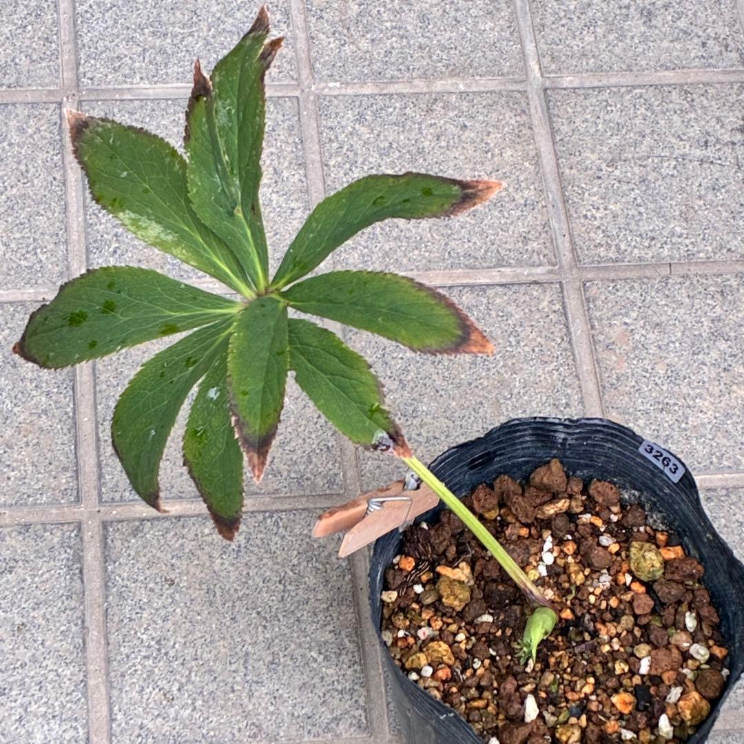 あ*号様 ☘️ラスト2☘️根充実❤️沢山新芽元気株❤️3263⭐️極上美⭐️ソレ