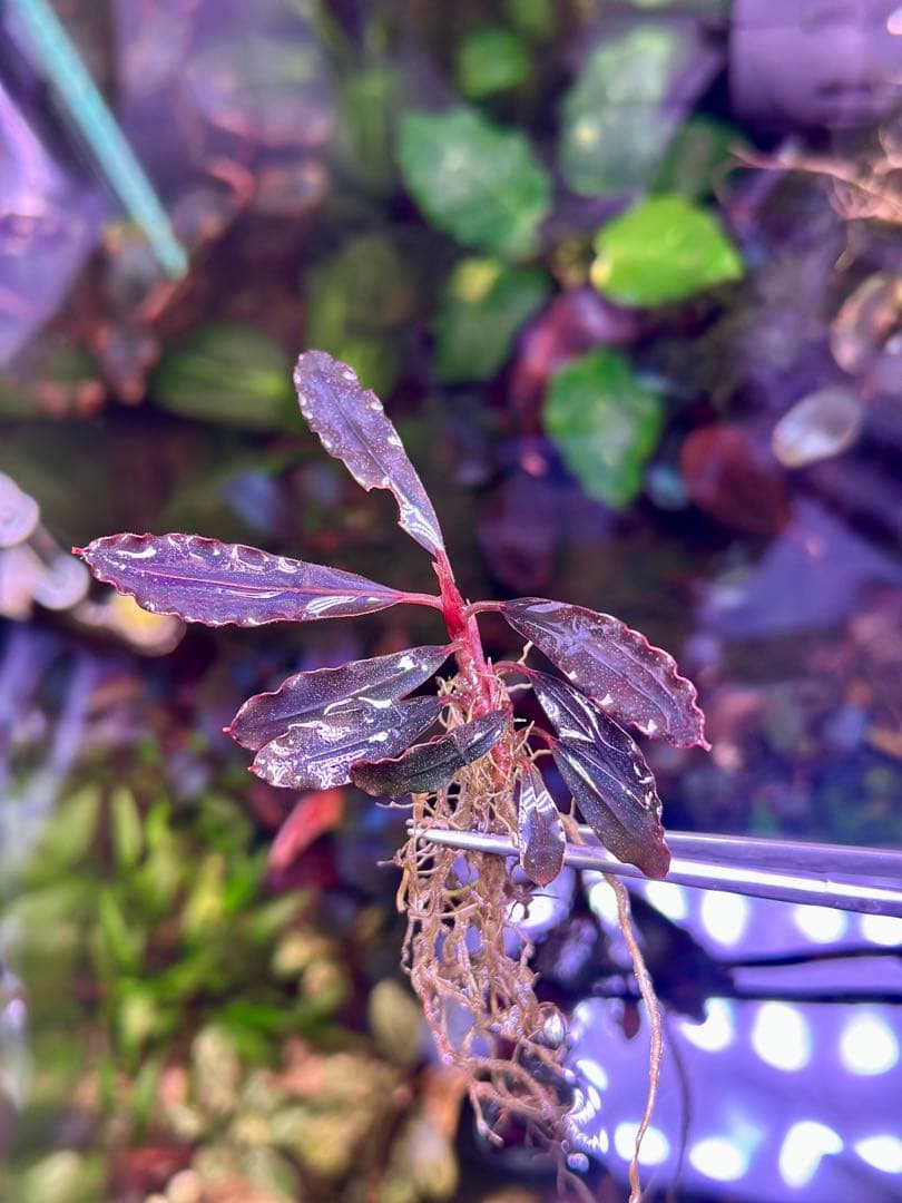 ブセファランド ラ sp.ブラウニーゴーストカリマンタン - メルカリ