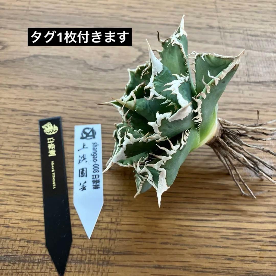 速達】15 特選 特大 子株付き アガべ チタノタ 白豪刺 TC 上澳園芸