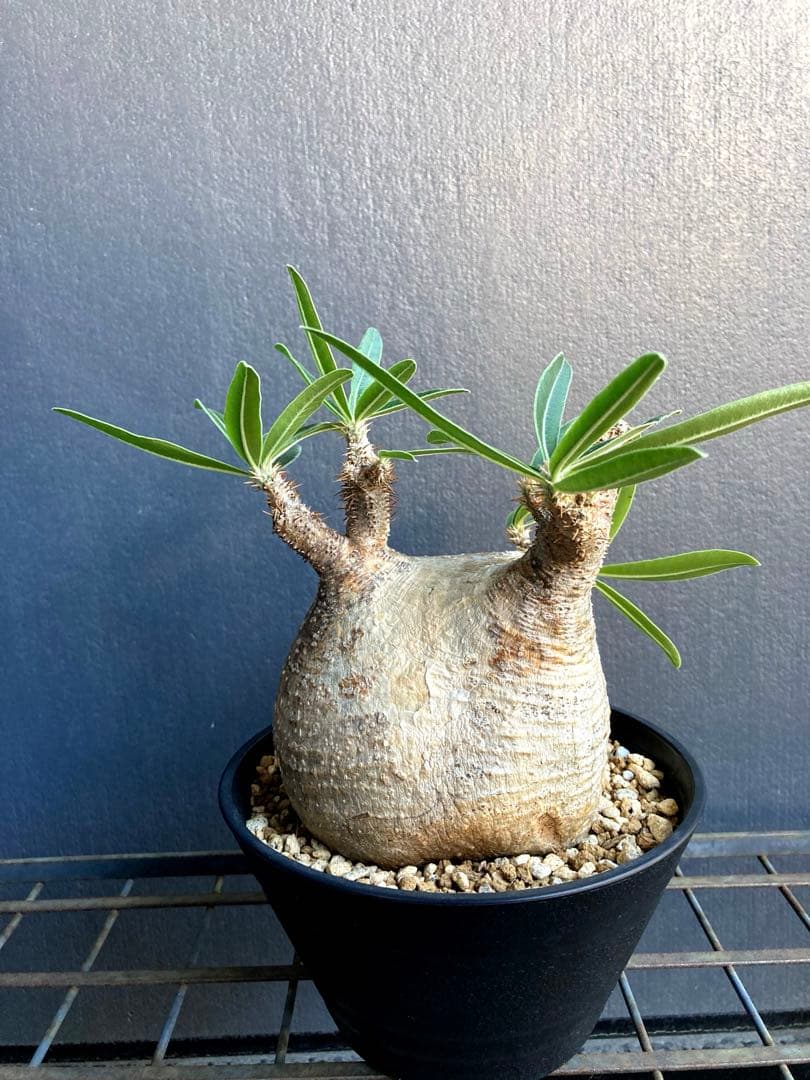 パキポディウム グラキリス 中株 短枝 ぼってり扁平型 塊根植物 黒鉢付き 塊根ブログ｜3000円以内で買う、おすすめパキポディウム5選 | 僕と写真