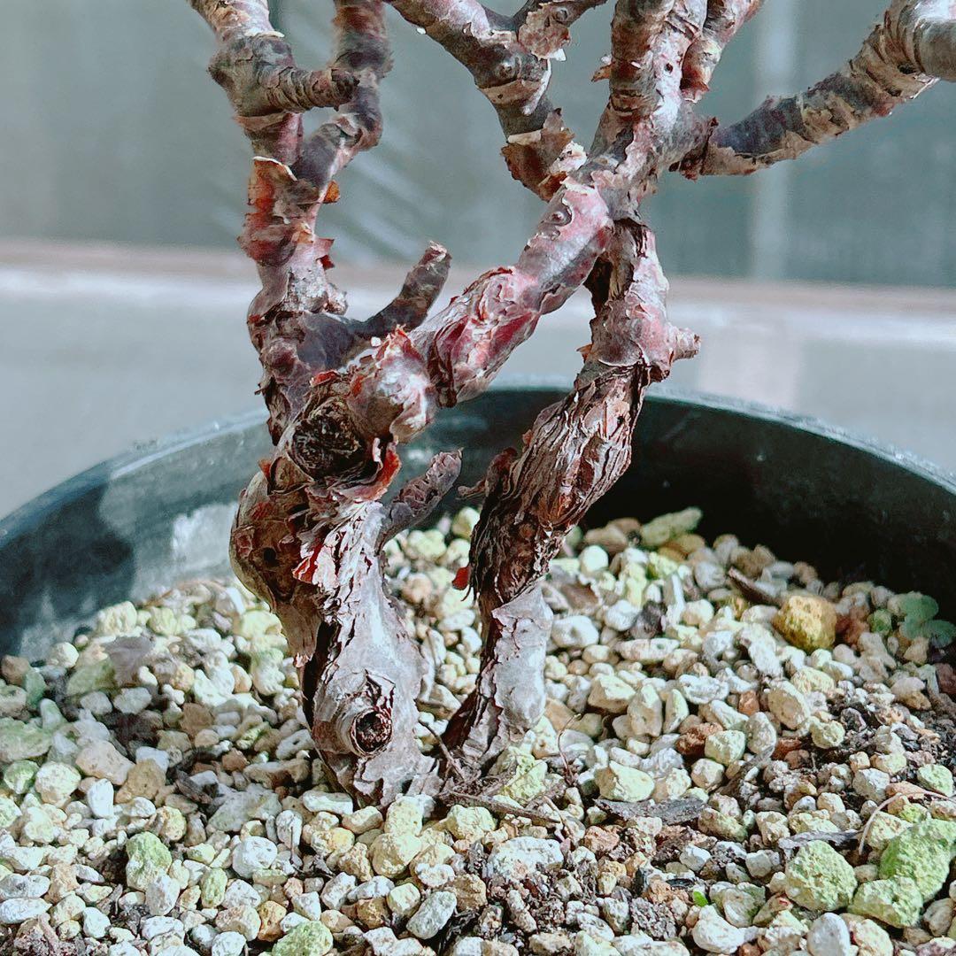 大株☆早い者勝ち】 ペラルゴニウム ミラビレ 鉢のまま発送 らくらく