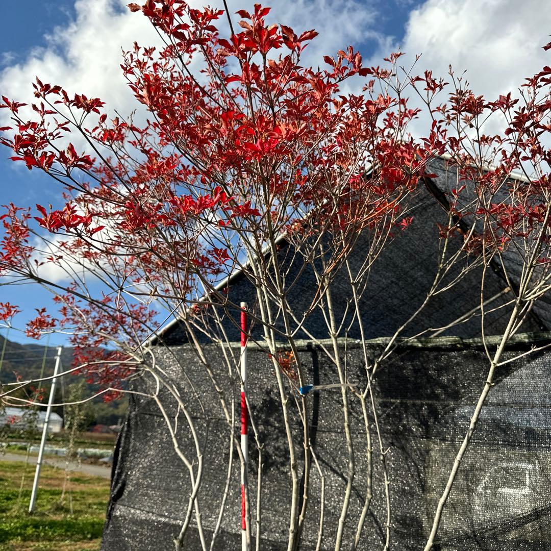 《お引き取り/本州配送可》特大極上天然木/ドウダンツツジ【現品限り】