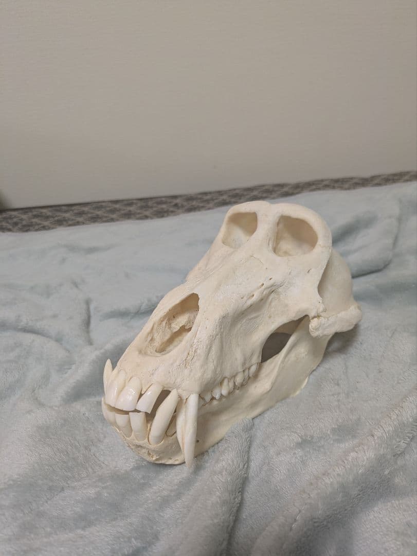 スナ刈 チャクマヒヒ 頭骨 剥製 骨格標本 スナ刈 チャクマヒヒ 頭骨 剥製 骨格標本 スナ刈 チャクマヒヒ 頭骨