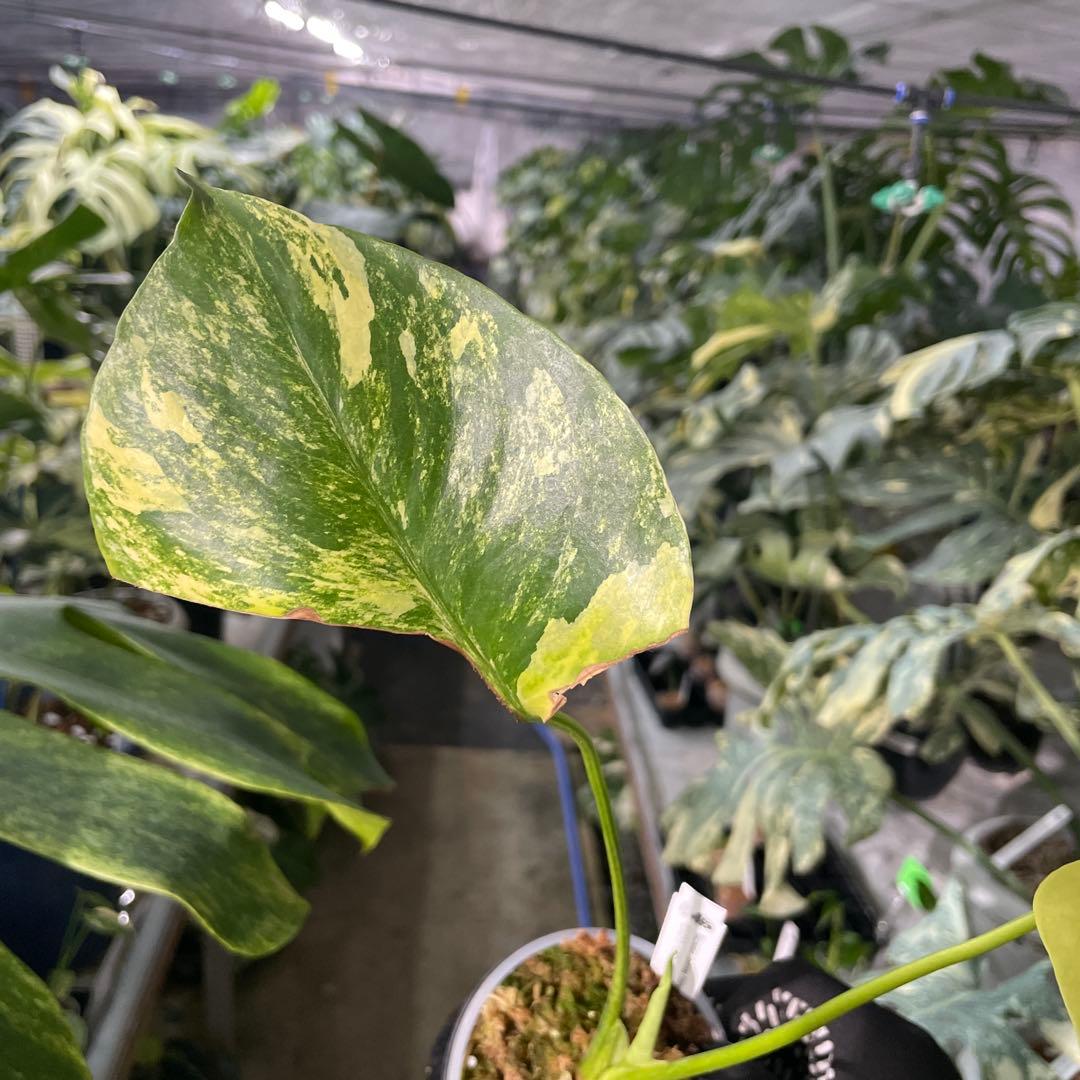 MC2 モンステラ イエローマリリン 黄斑入り