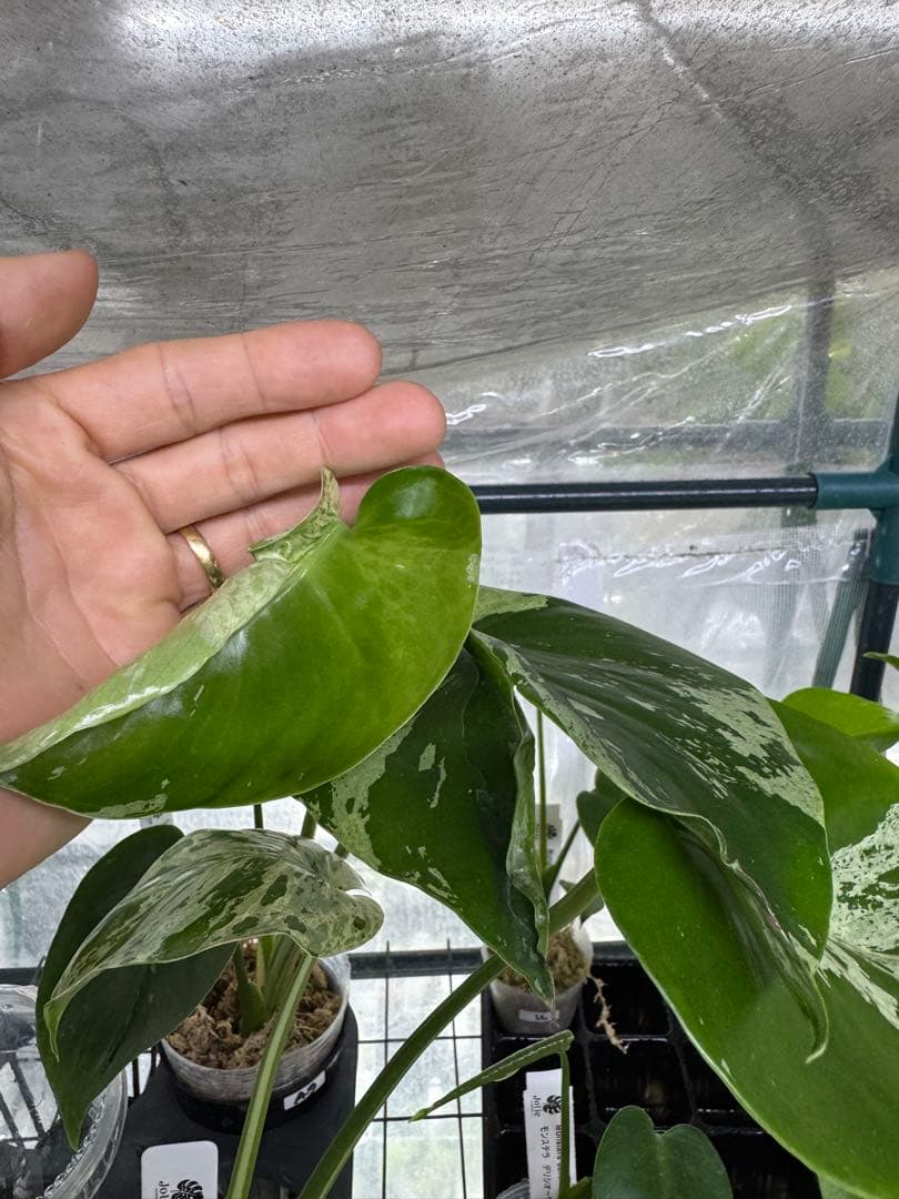 A9 モンステラ デリシオーサ ベトシオーサ 癖あり 異変っぽい葉っぱ