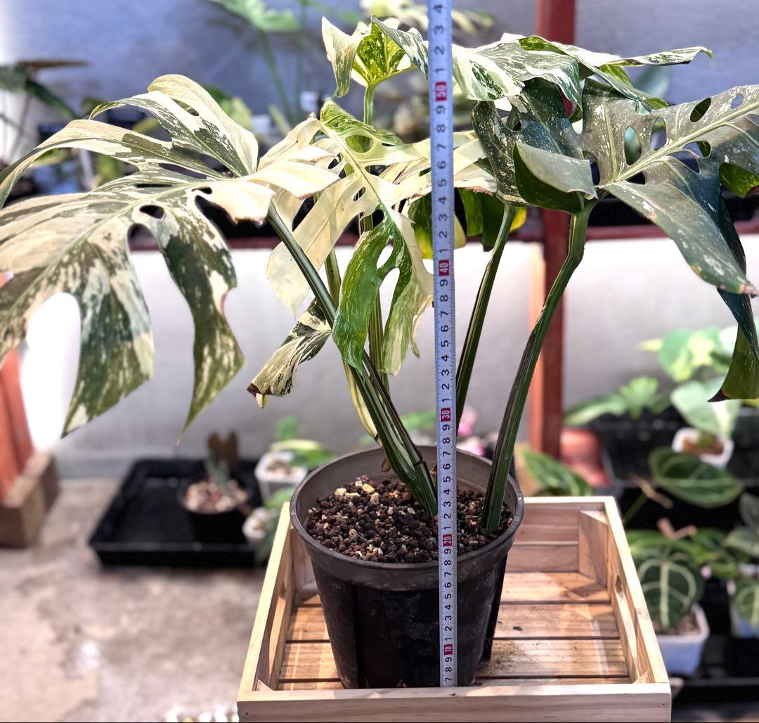 65 モンステラ ハイブリッド ホワイトフェアリー 花宇宙クンゾウ社長